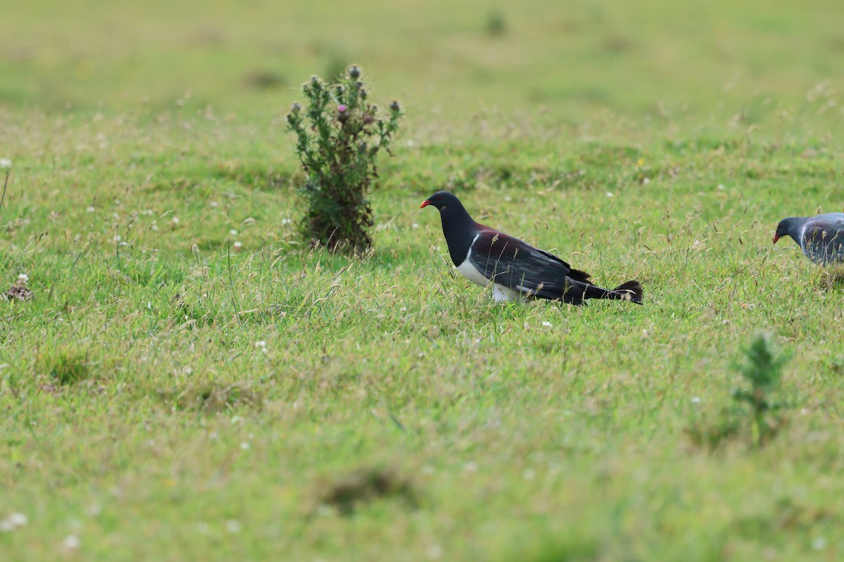 Chatham Islands Pigeon - ML631981288