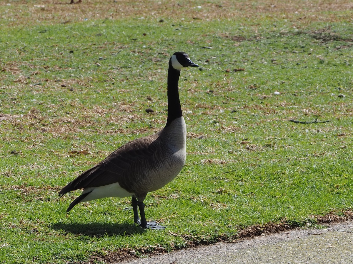 Canada Goose - ML631981294