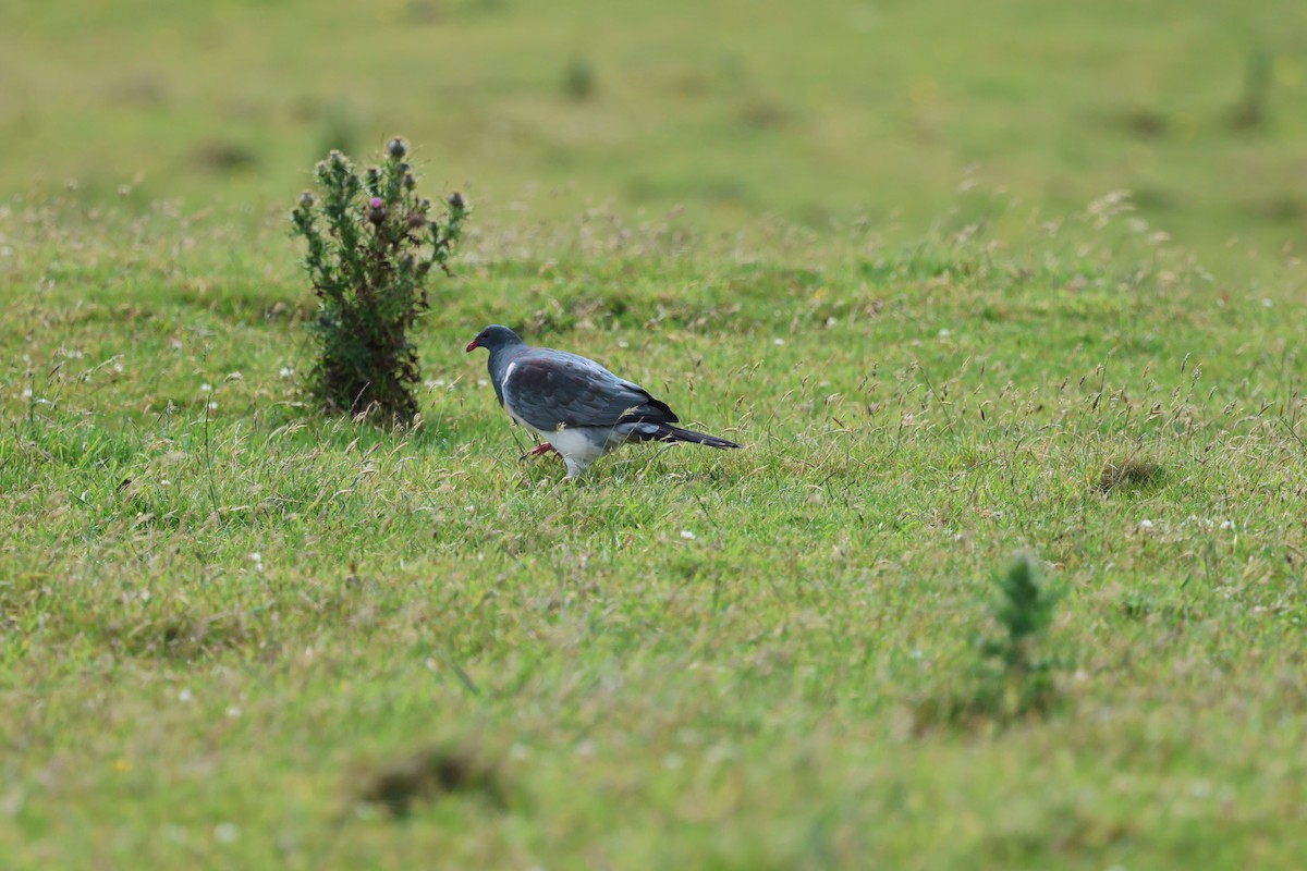 Chatham Islands Pigeon - ML631981302