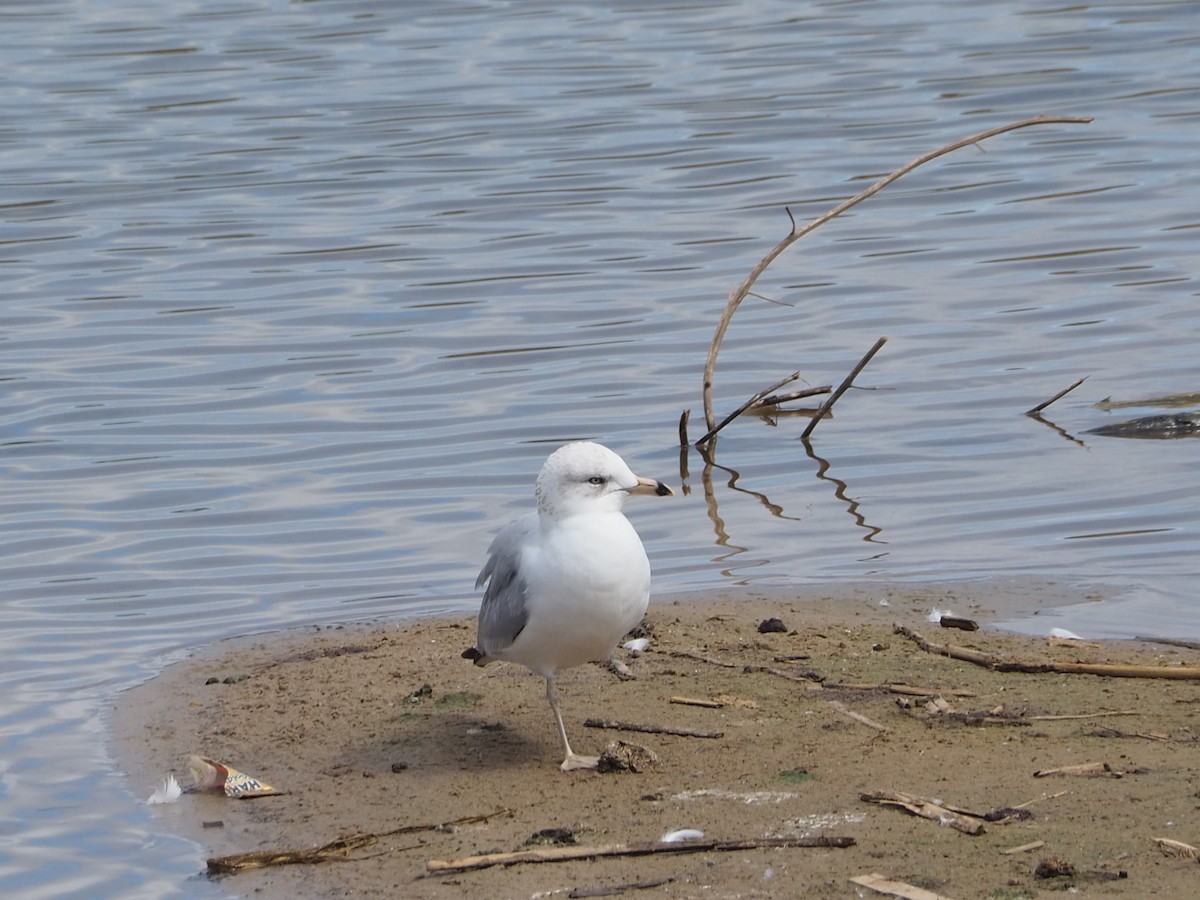 Ring-billed Gull - ML631981320