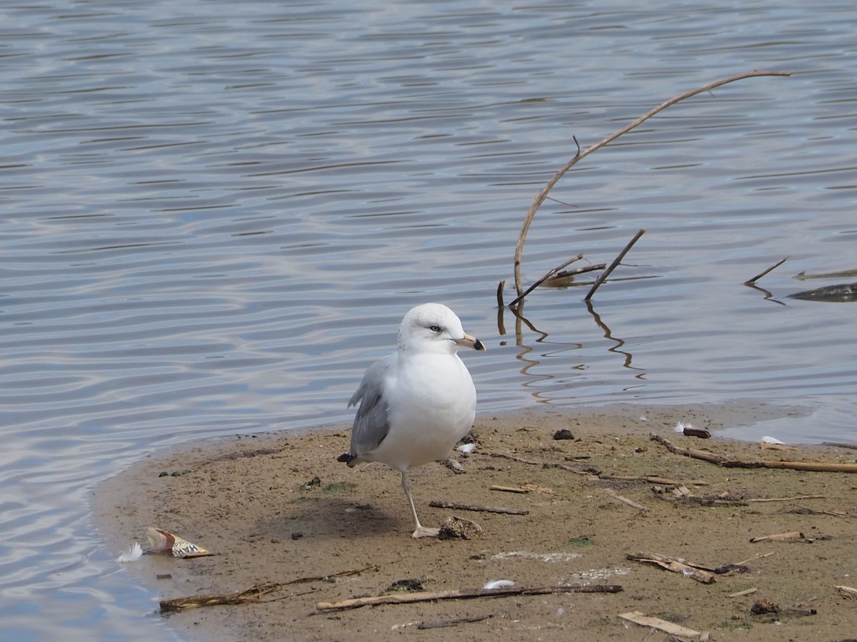 Ring-billed Gull - ML631981321