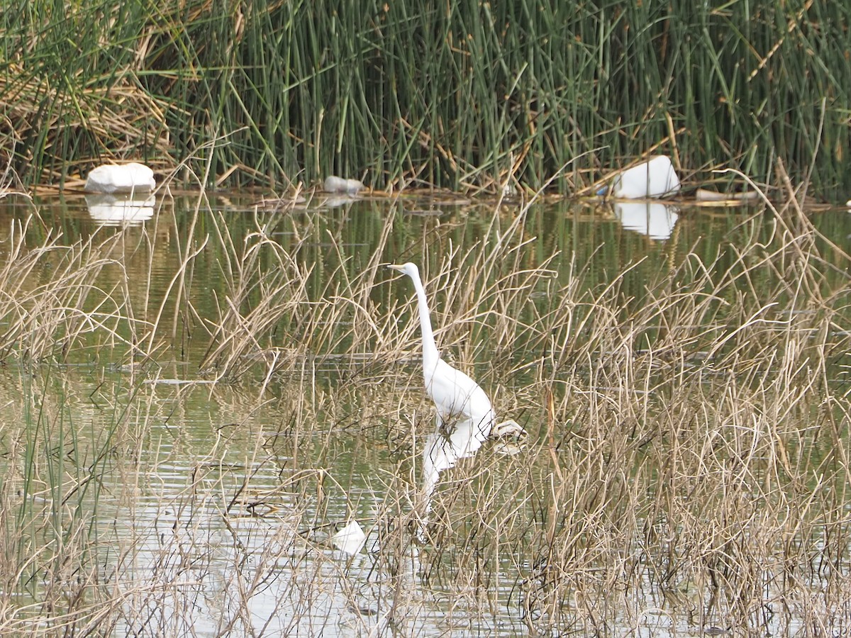 大白鷺 - ML631981329