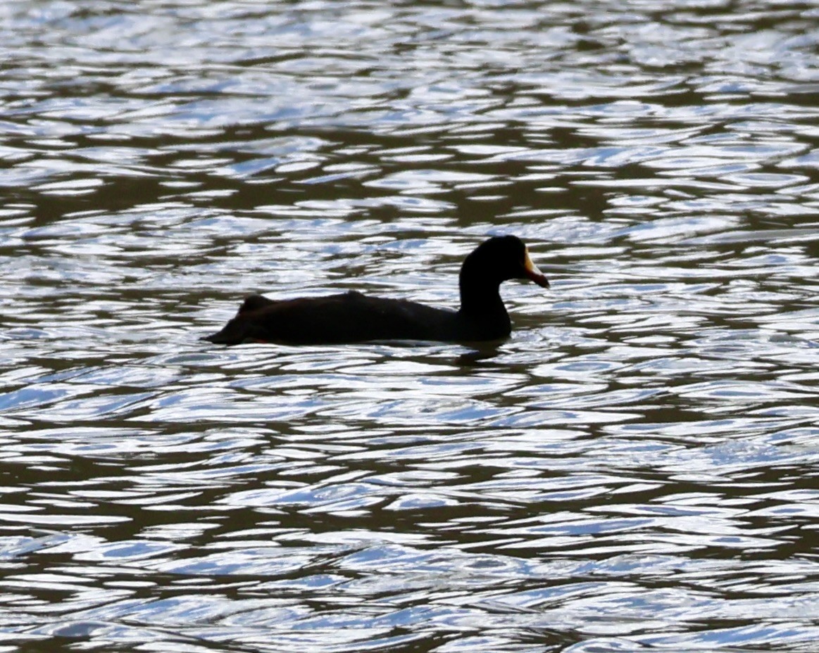 Slate-colored Coot - ML631981331