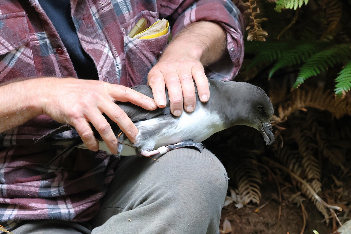 Magenta Petrel - ML631981341