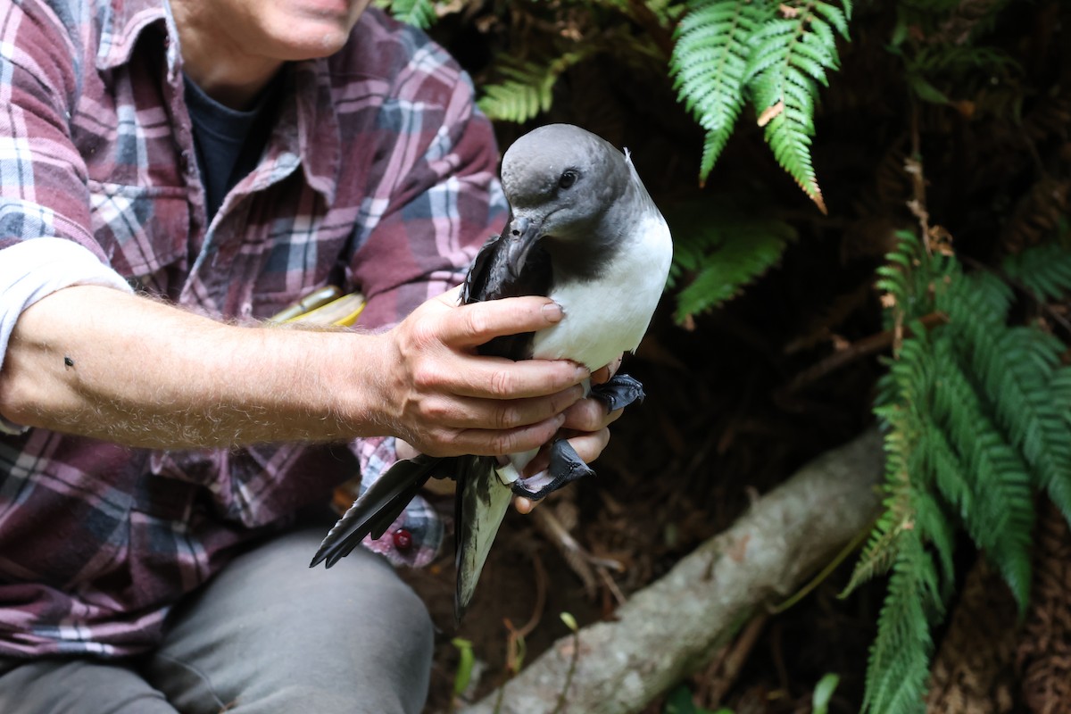 Magenta Petrel - ML631981350