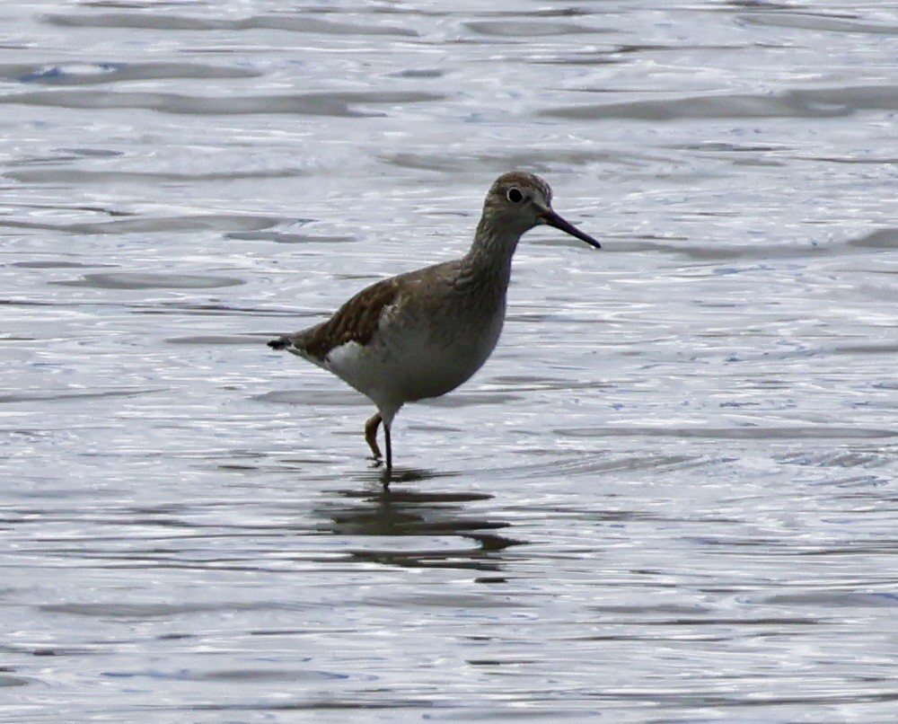 Greater Yellowlegs - ML631981369