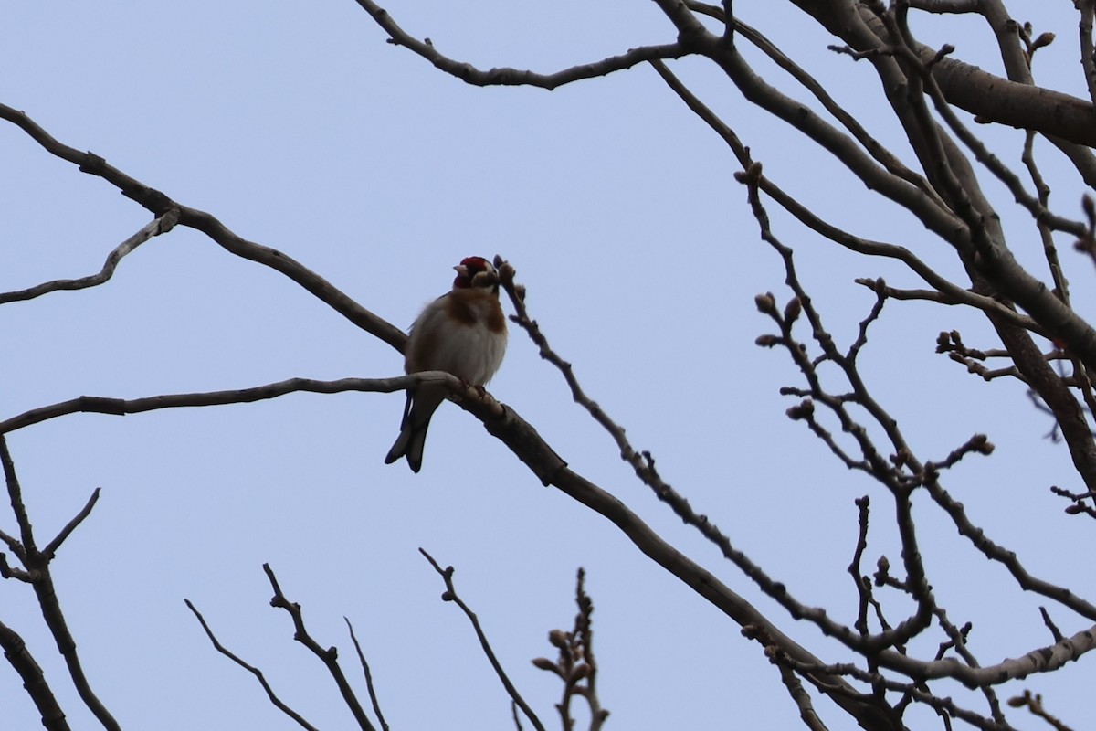 European Goldfinch - ML631981428