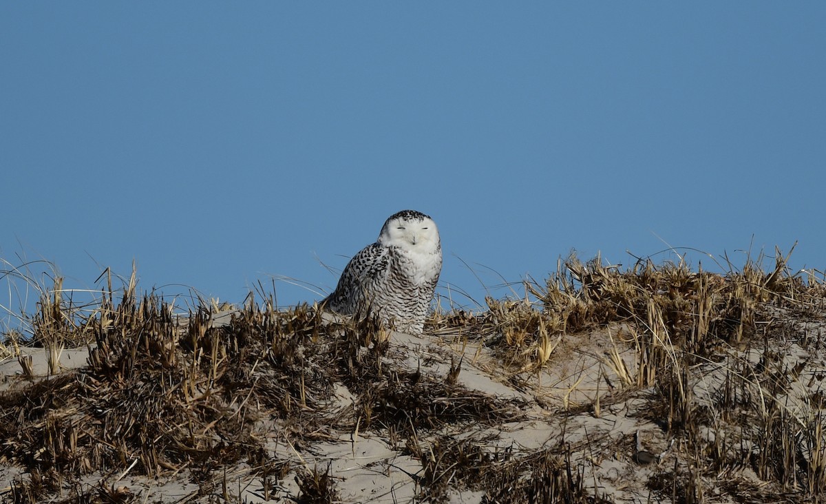 Snowy Owl - ML631981431