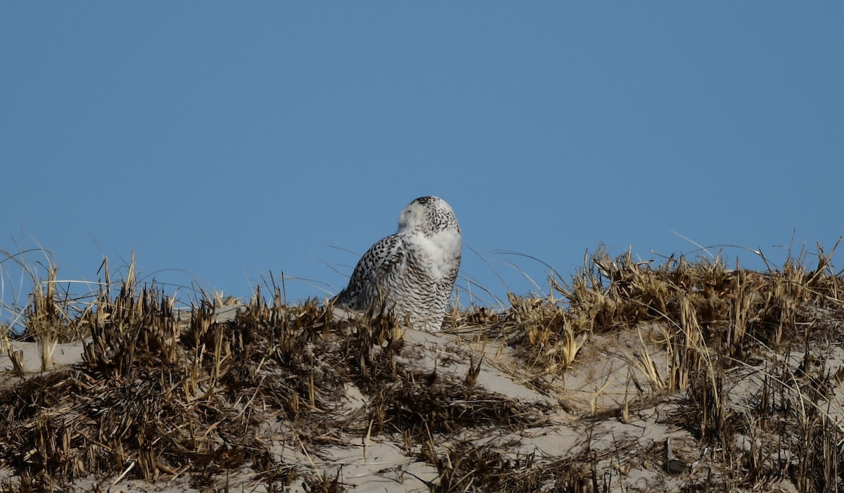 Snowy Owl - ML631981439