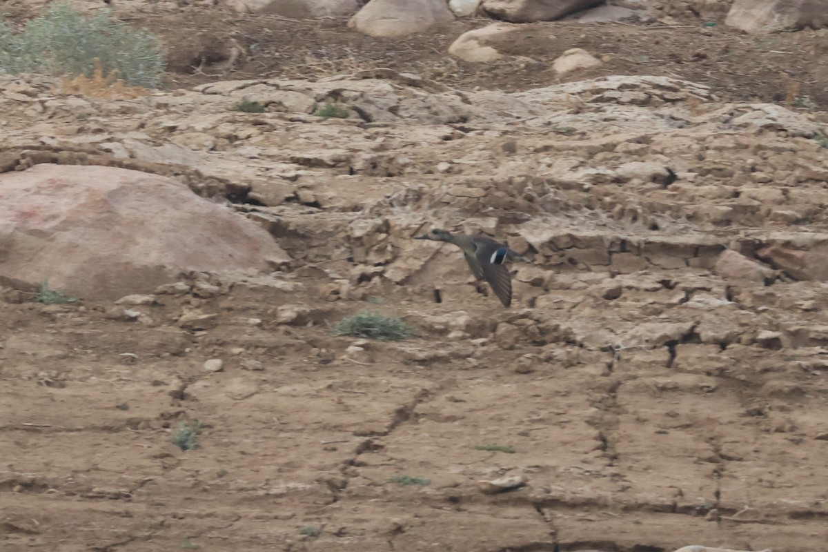 Green-winged Teal - ML631981627