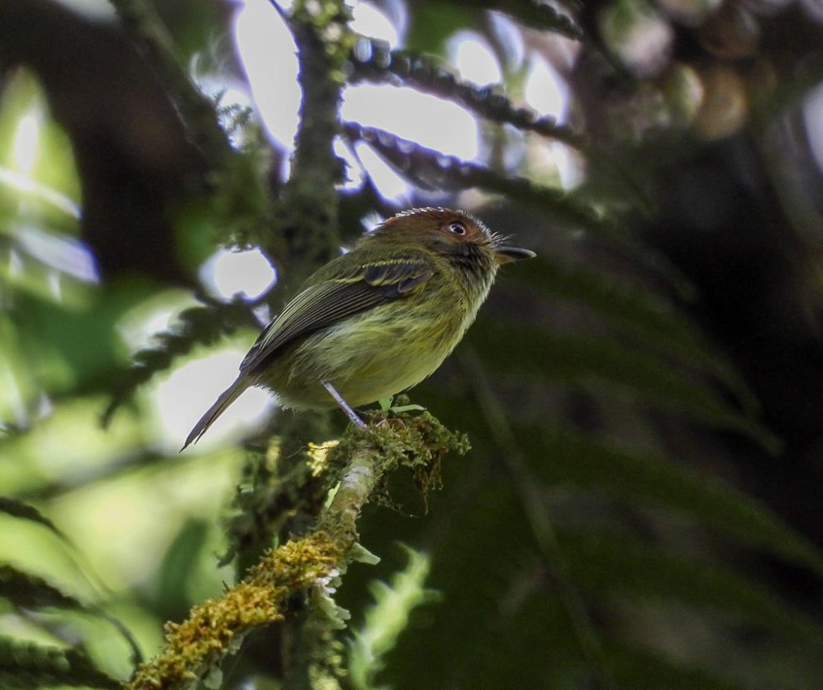 カンムリハエトリ - ML631981636