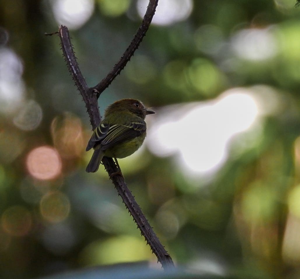カンムリハエトリ - ML631981637