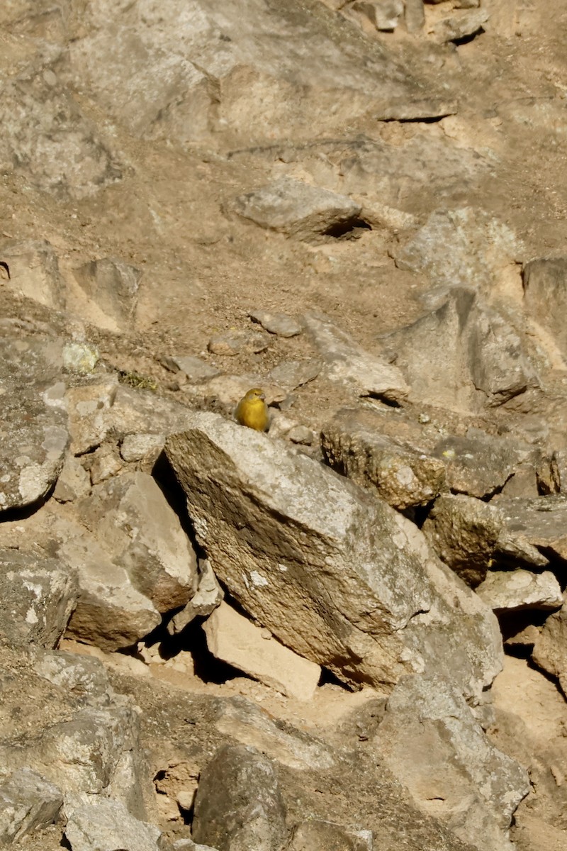 Raimondi's Yellow-Finch - ML631981666