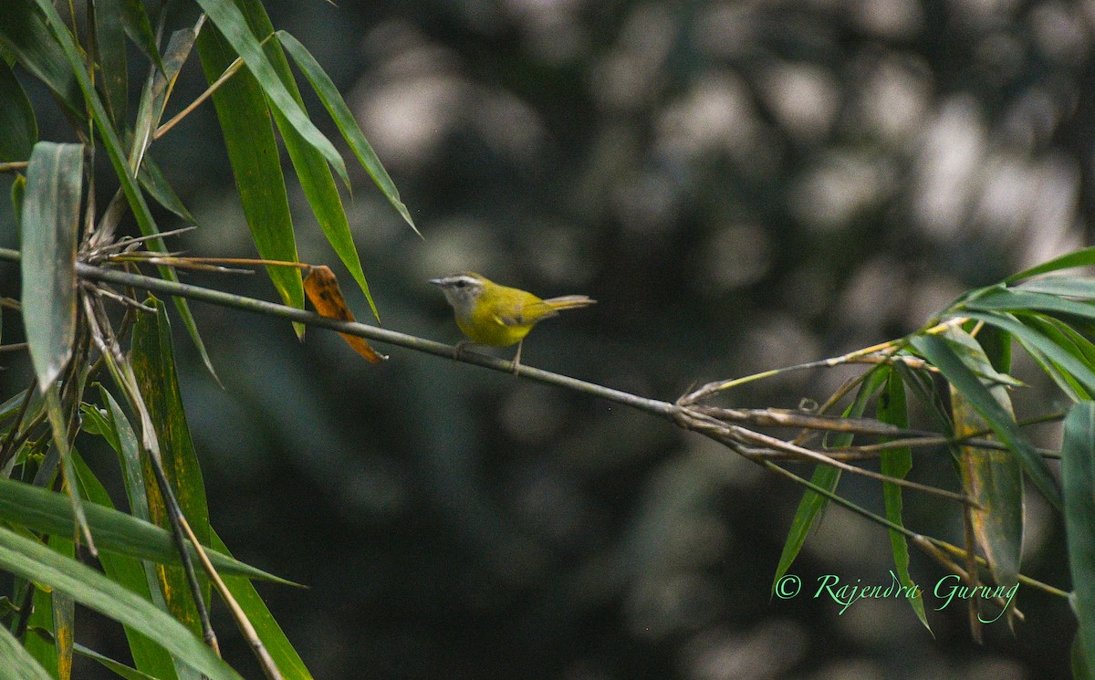 Yellow-bellied Warbler - ML631981796