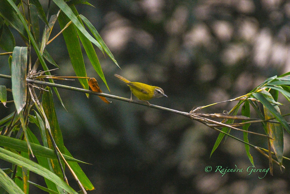 Yellow-bellied Warbler - ML631981797