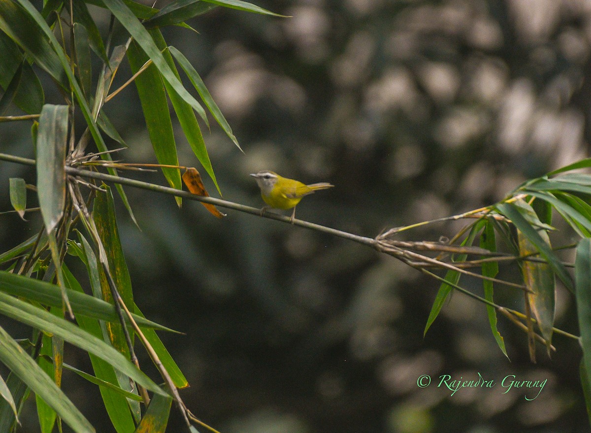 Yellow-bellied Warbler - ML631981799