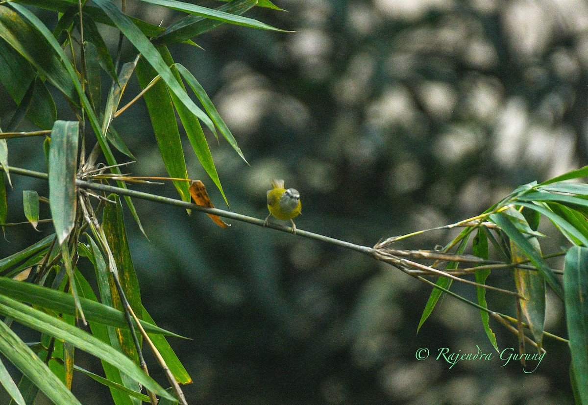 Yellow-bellied Warbler - ML631981800