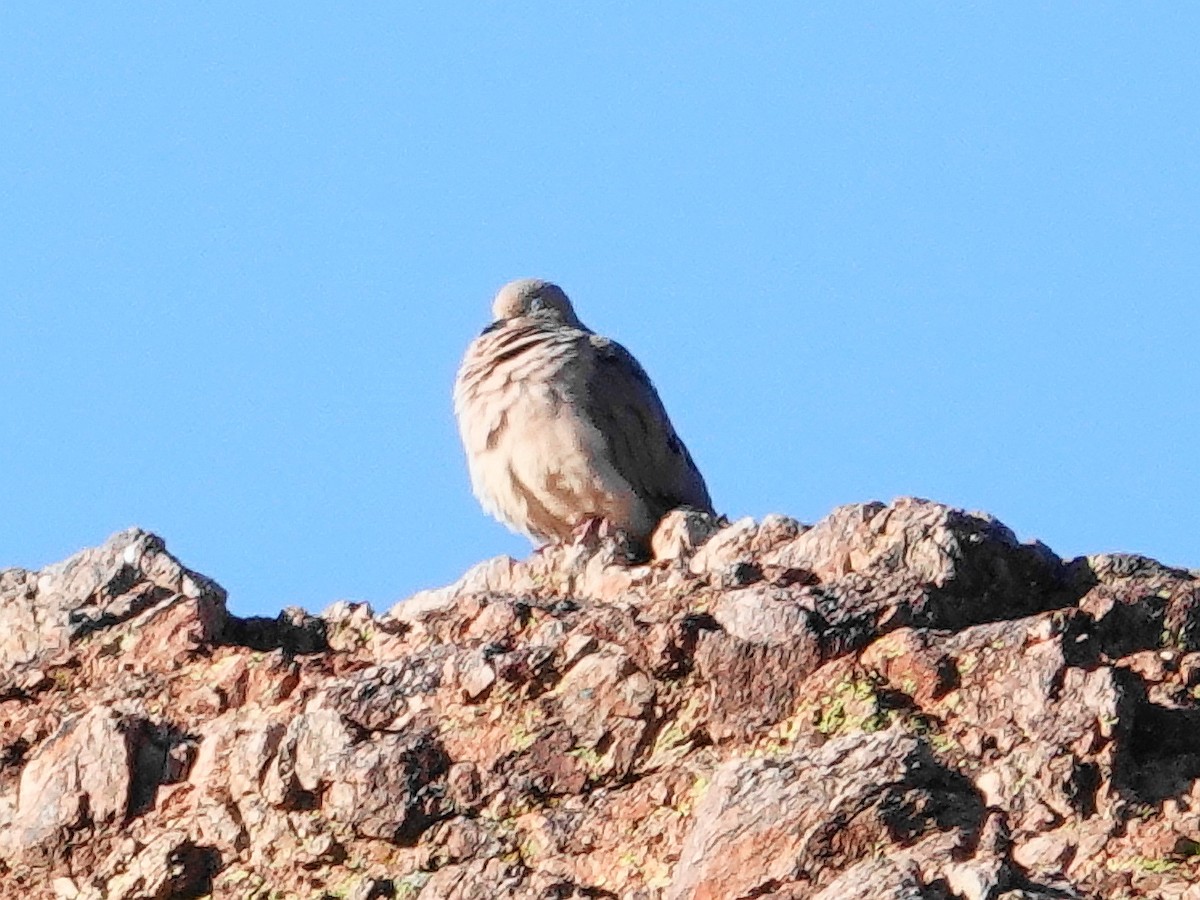 Mourning Dove - ML631981835