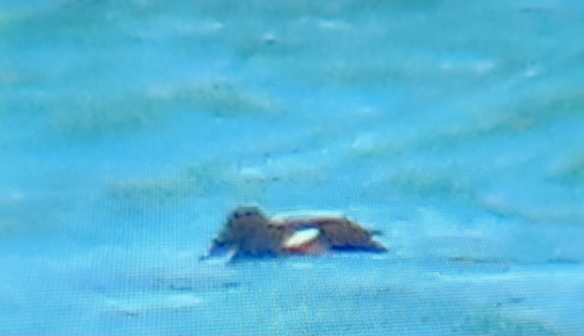 White-winged Scoter - ML631981944