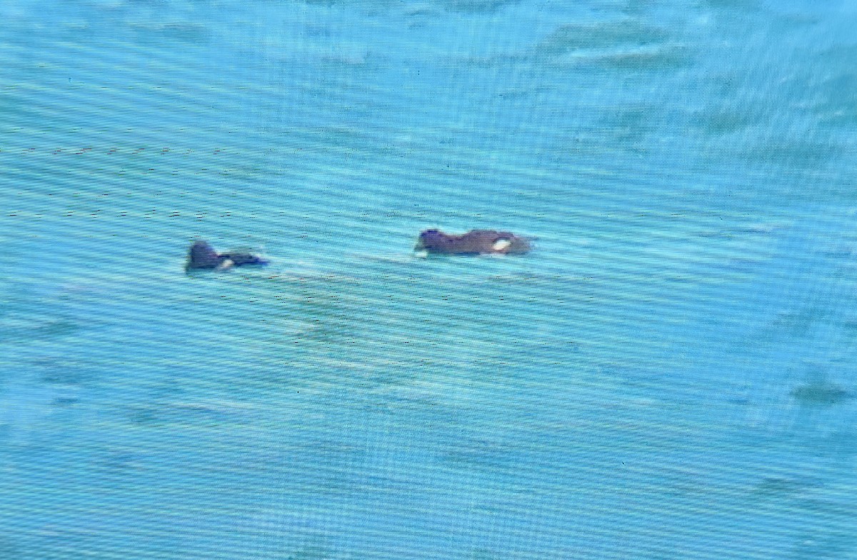 White-winged Scoter - ML631981945