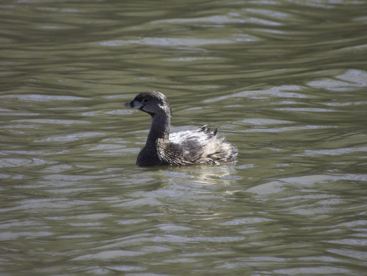 Pied-billed Grebe - ML631981976