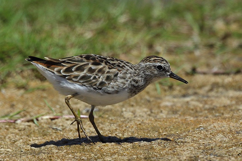 Long-toed Stint - Jens Eriksen