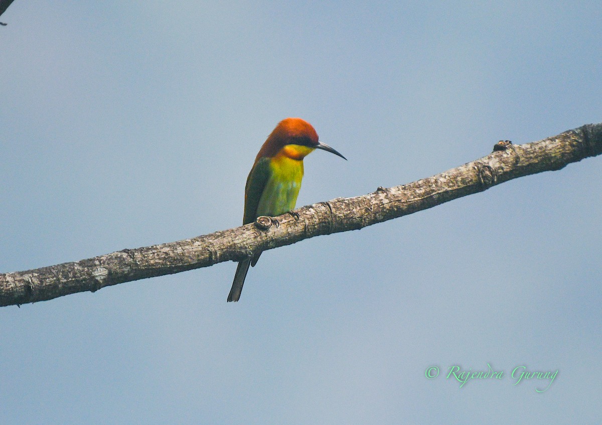 vlha hnědohlavá - ML631982045