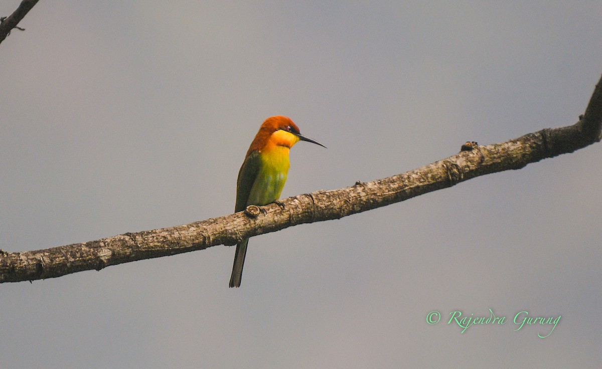vlha hnědohlavá - ML631982046