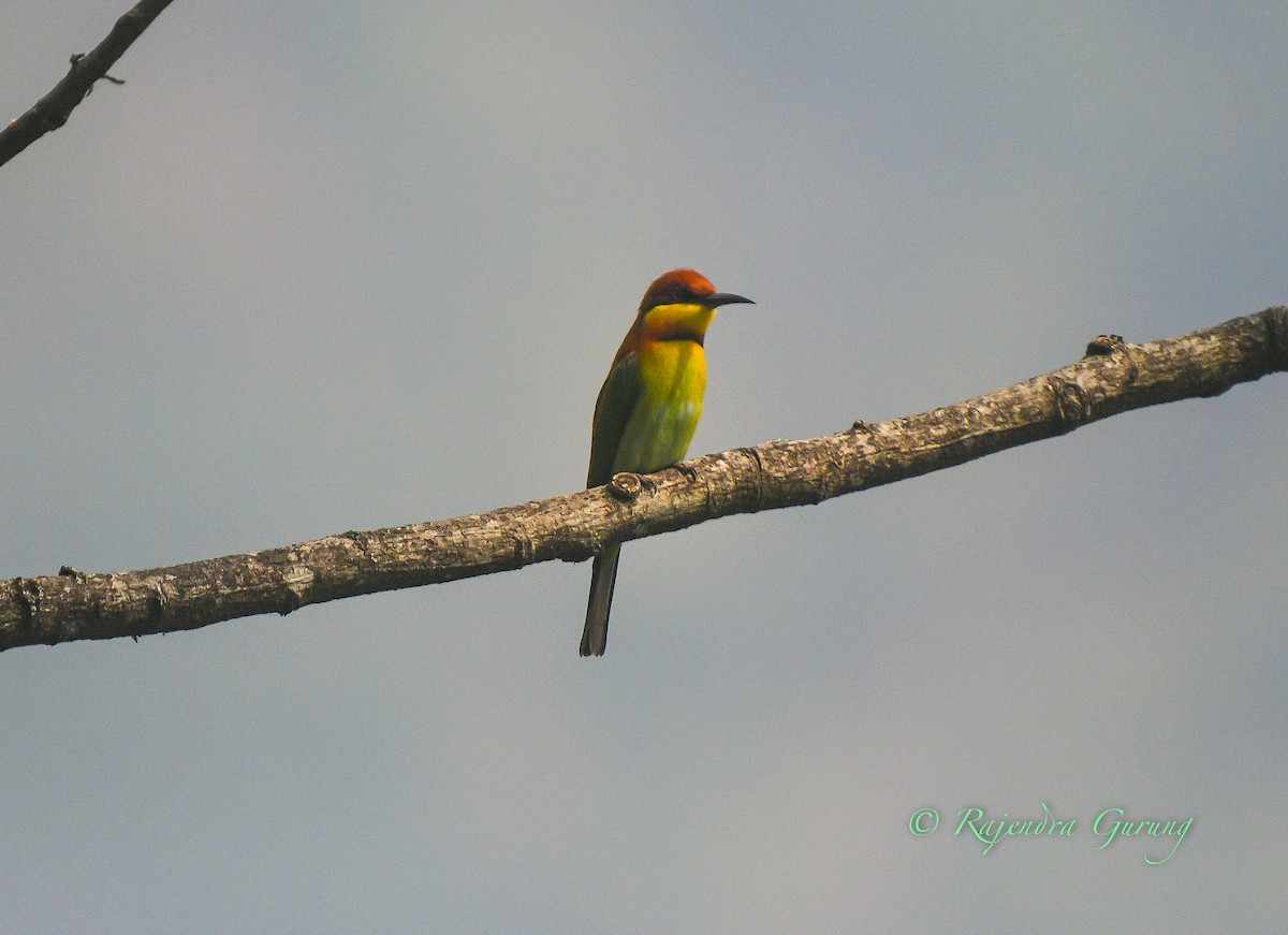 vlha hnědohlavá - ML631982047