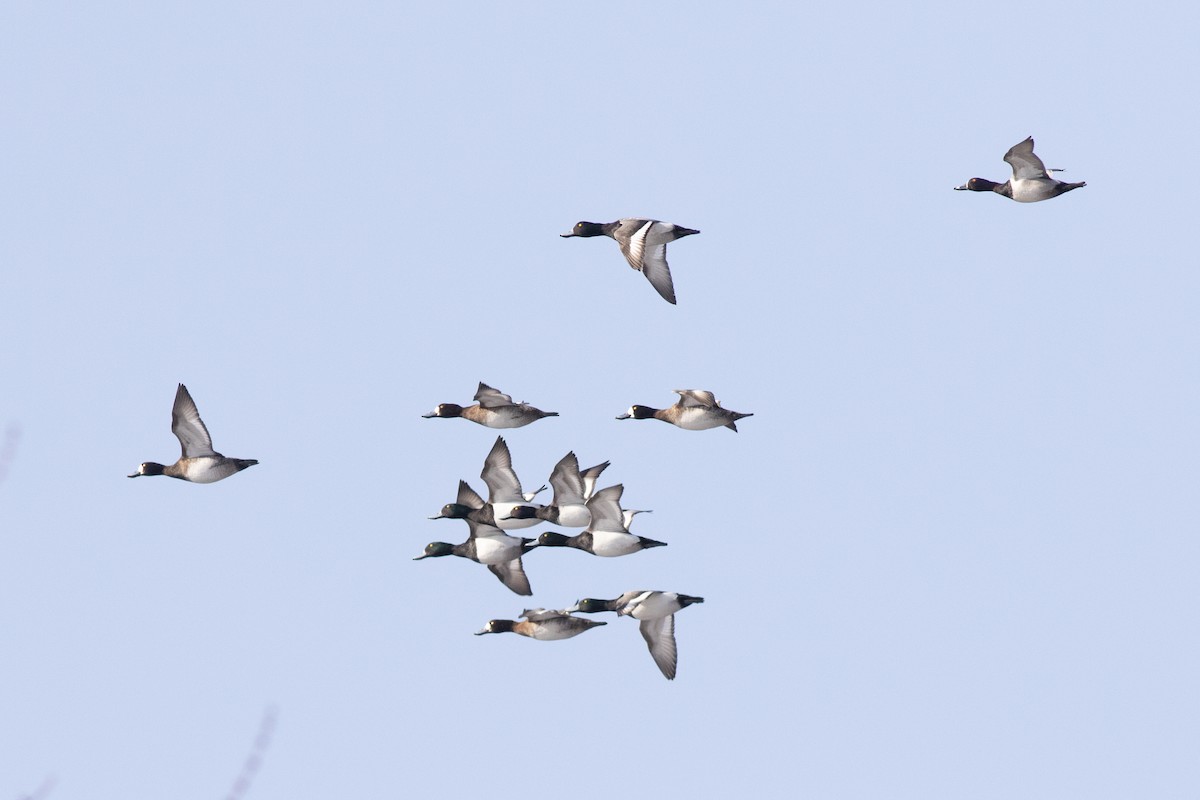 Greater Scaup - ML631982169