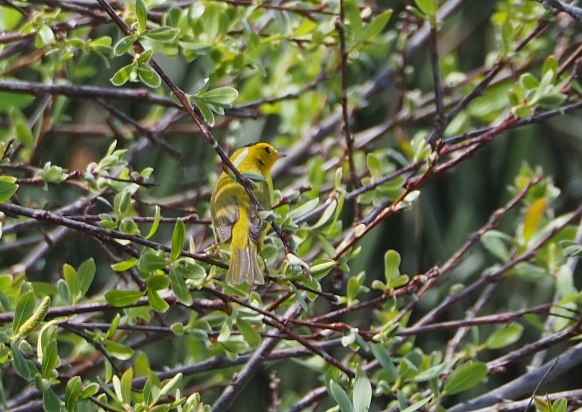 Wilson's Warbler - ML631982586