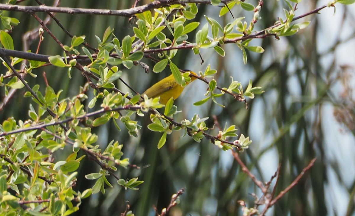 Wilson's Warbler - ML631982587