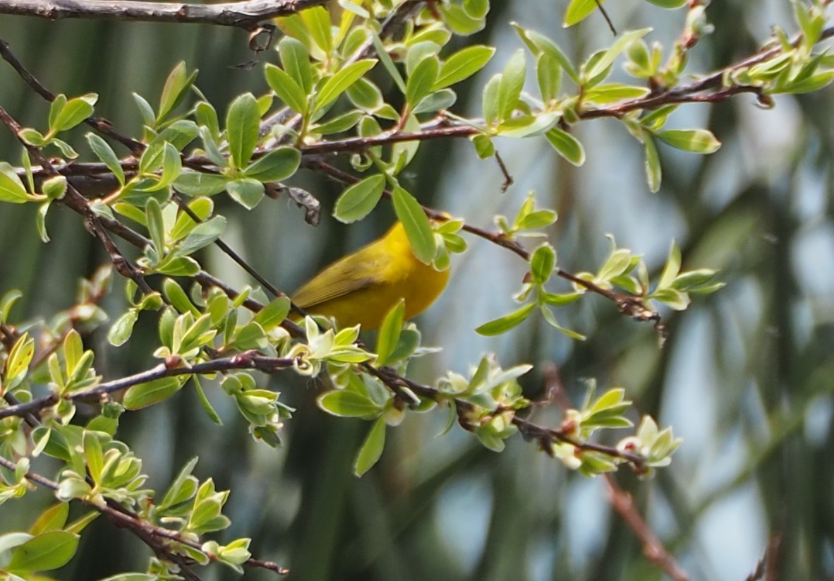 Wilson's Warbler - ML631982588