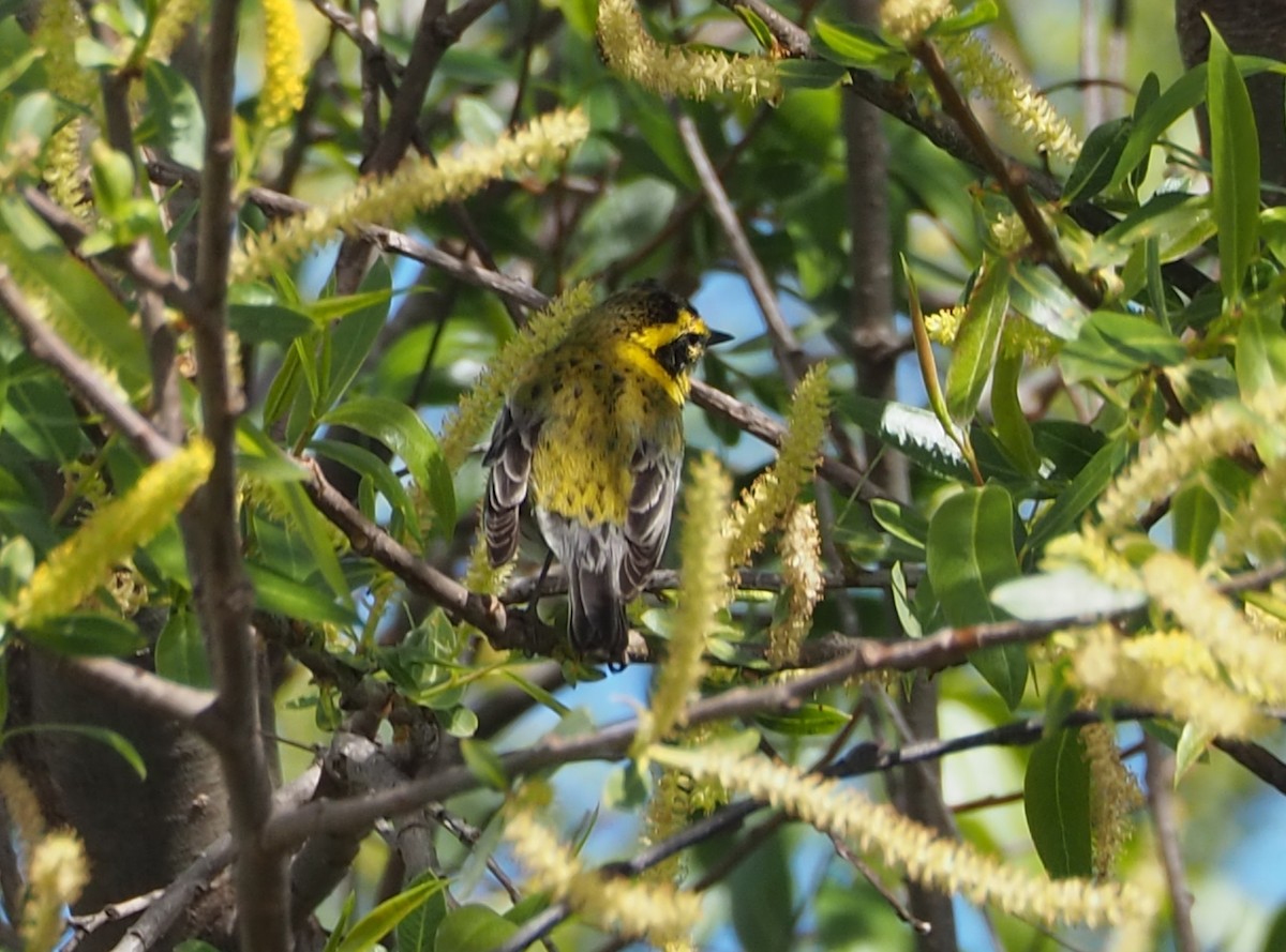 Townsend's Warbler - ML631982592