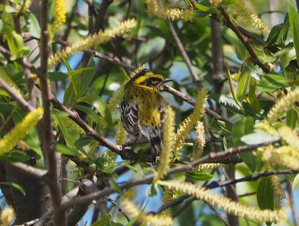 Townsend's Warbler - ML631982594