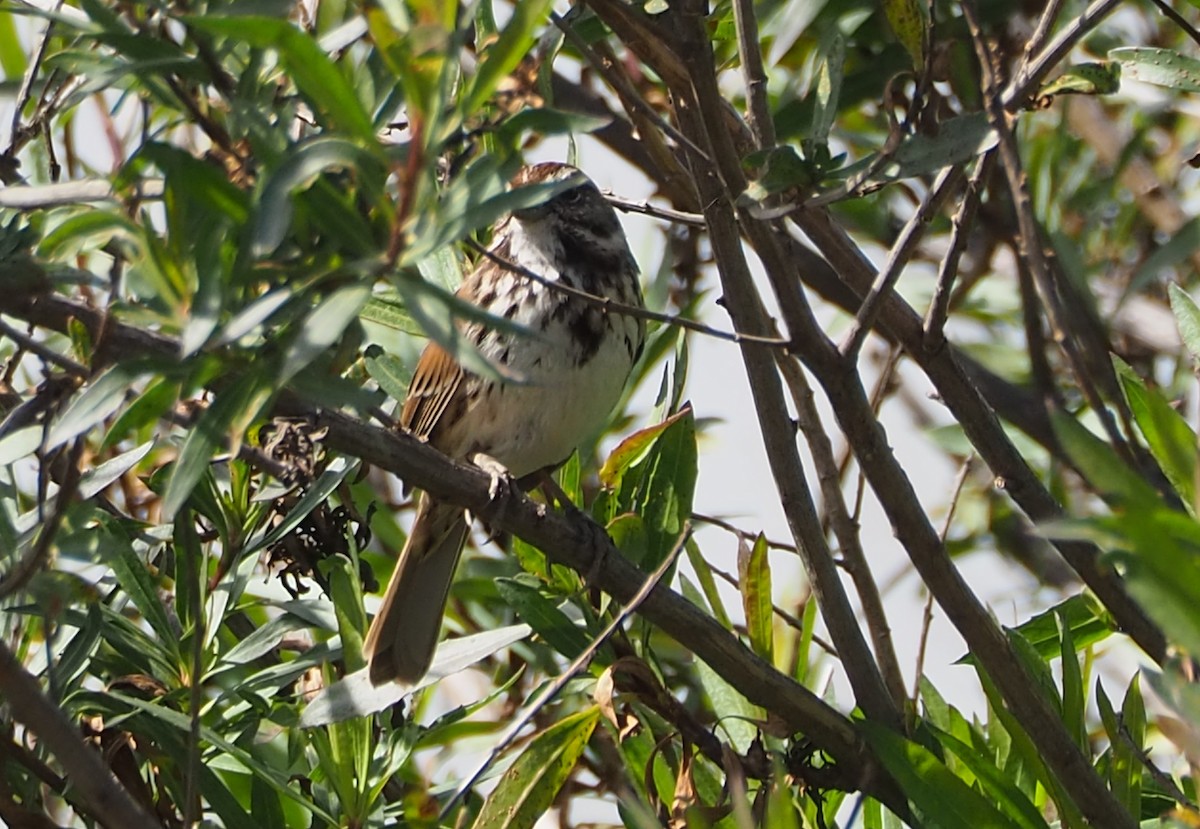 Song Sparrow - ML631982622