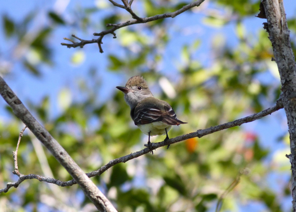 Great Crested Flycatcher - ML631982776