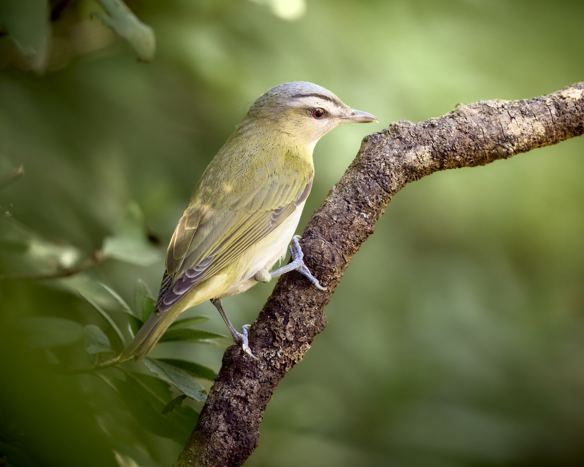 Red-eyed Vireo - ML631982782