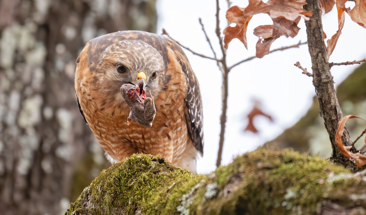 Red-shouldered Hawk (lineatus Group) - ML631982872