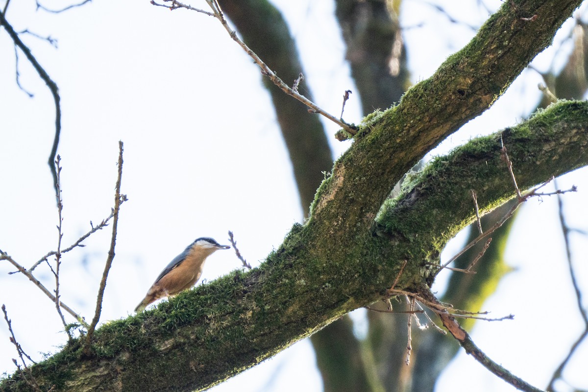 Eurasian Nuthatch - ML631982956