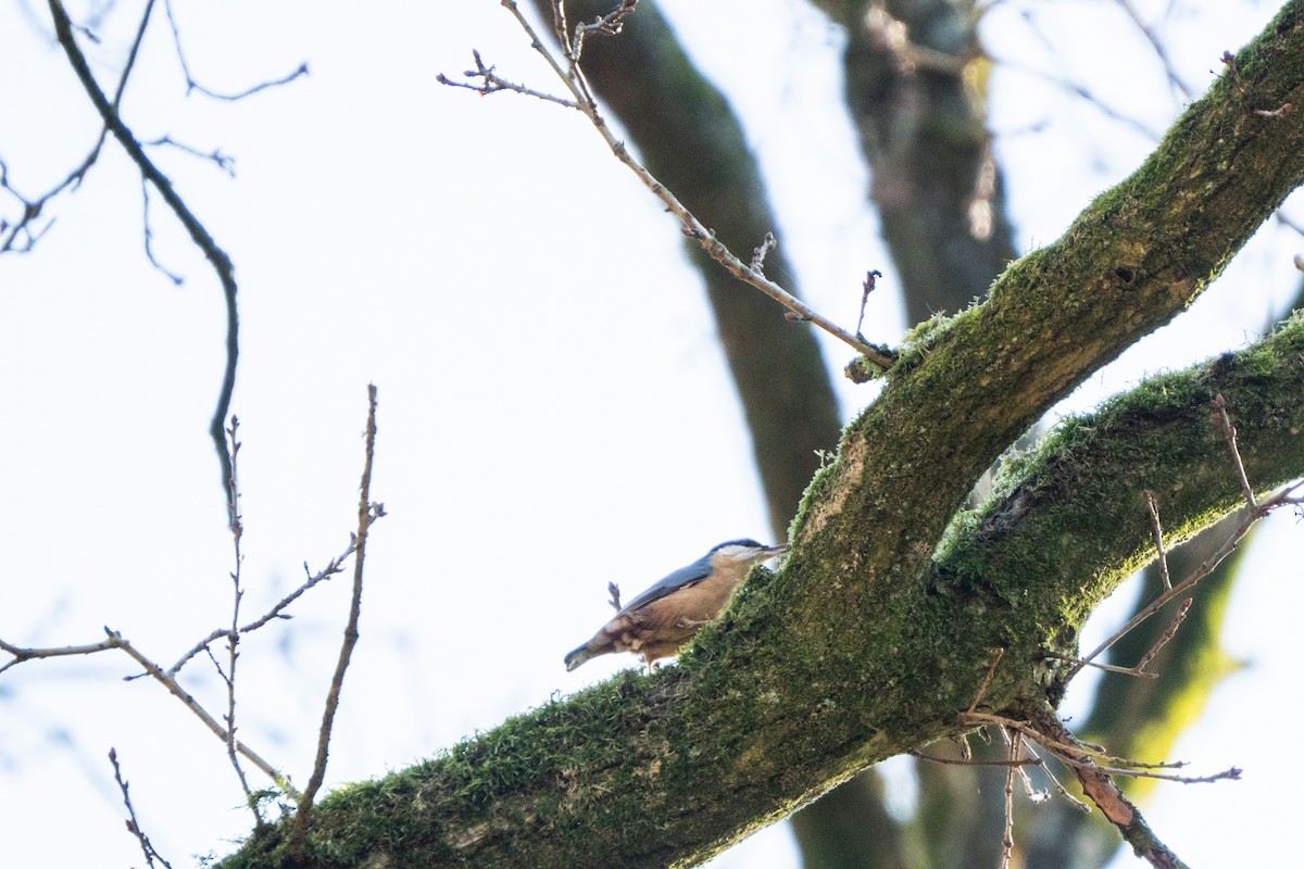 Eurasian Nuthatch - ML631982966