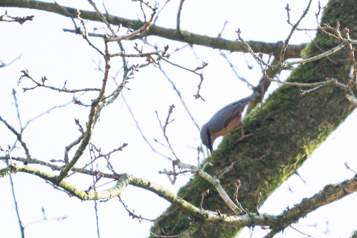 Eurasian Nuthatch - ML631982967