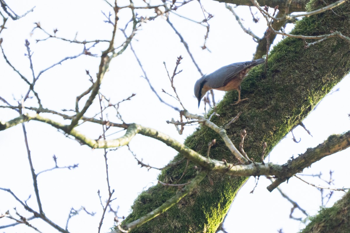 Eurasian Nuthatch - ML631982968