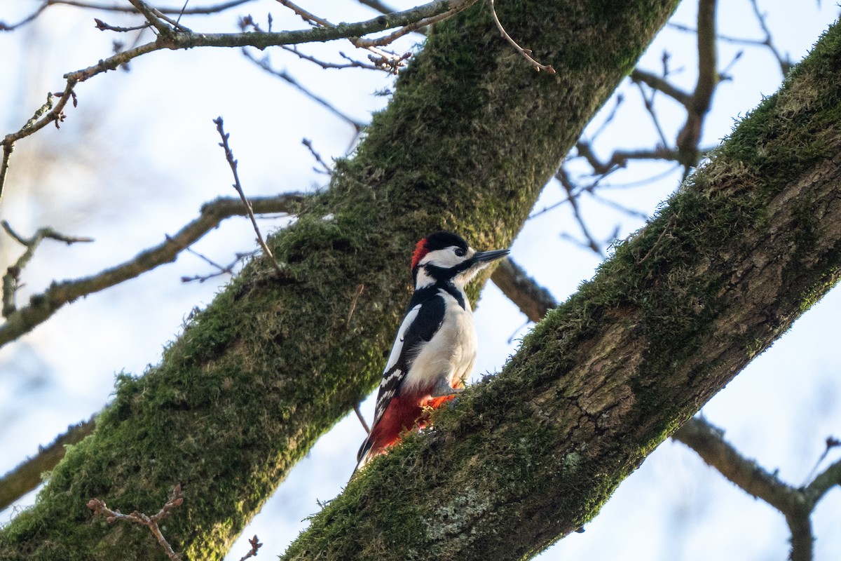 Eurasian Nuthatch - ML631982969