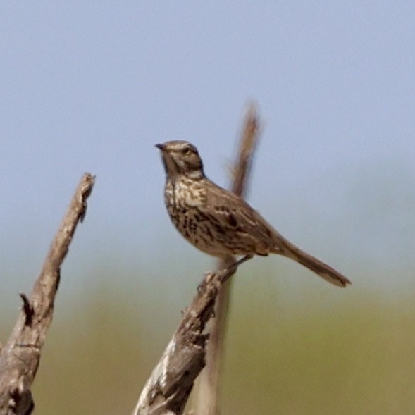 Sage Thrasher - ML631983026