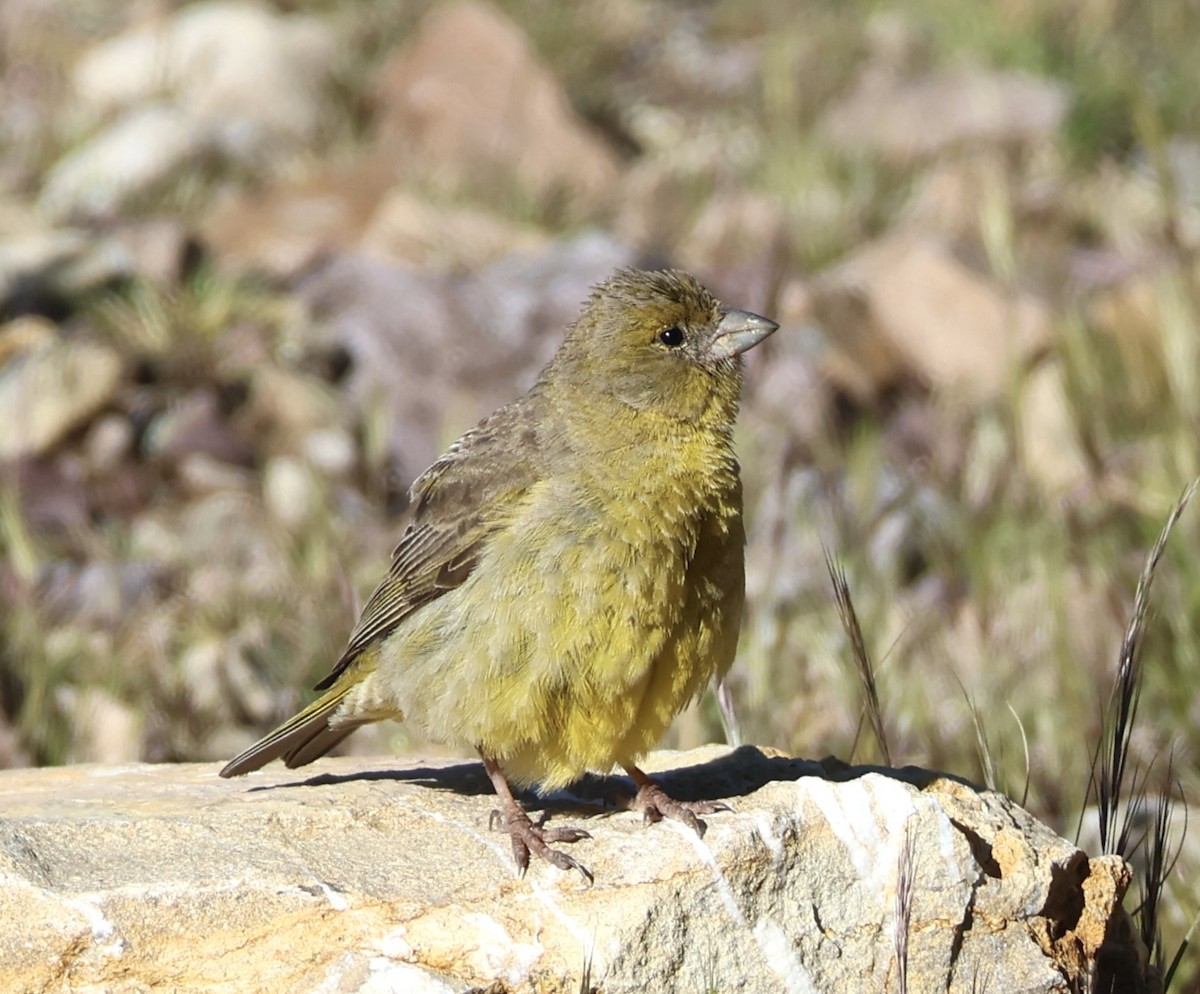 Greenish Yellow-Finch - ML631983031