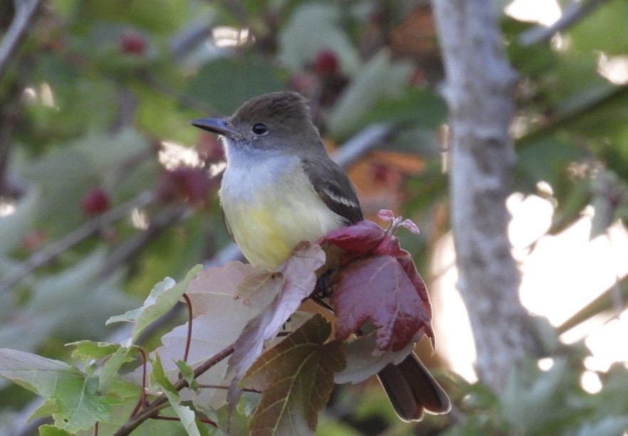 Great Crested Flycatcher - ML631983062