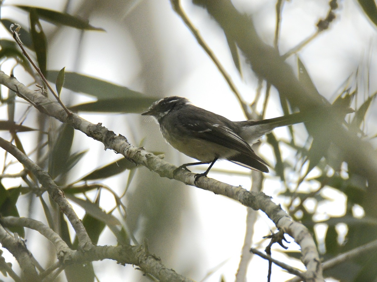 Gray Fantail - ML631983117