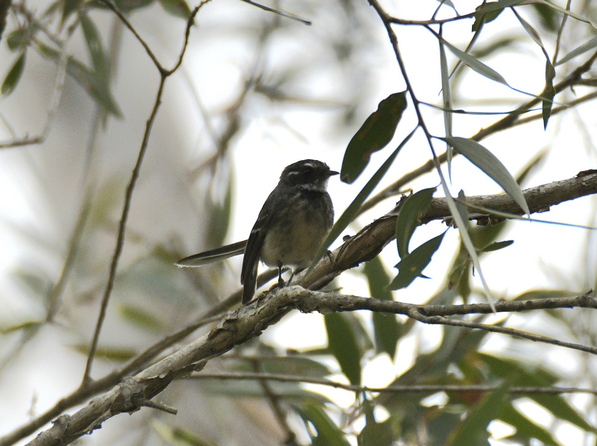 Gray Fantail - ML631983120