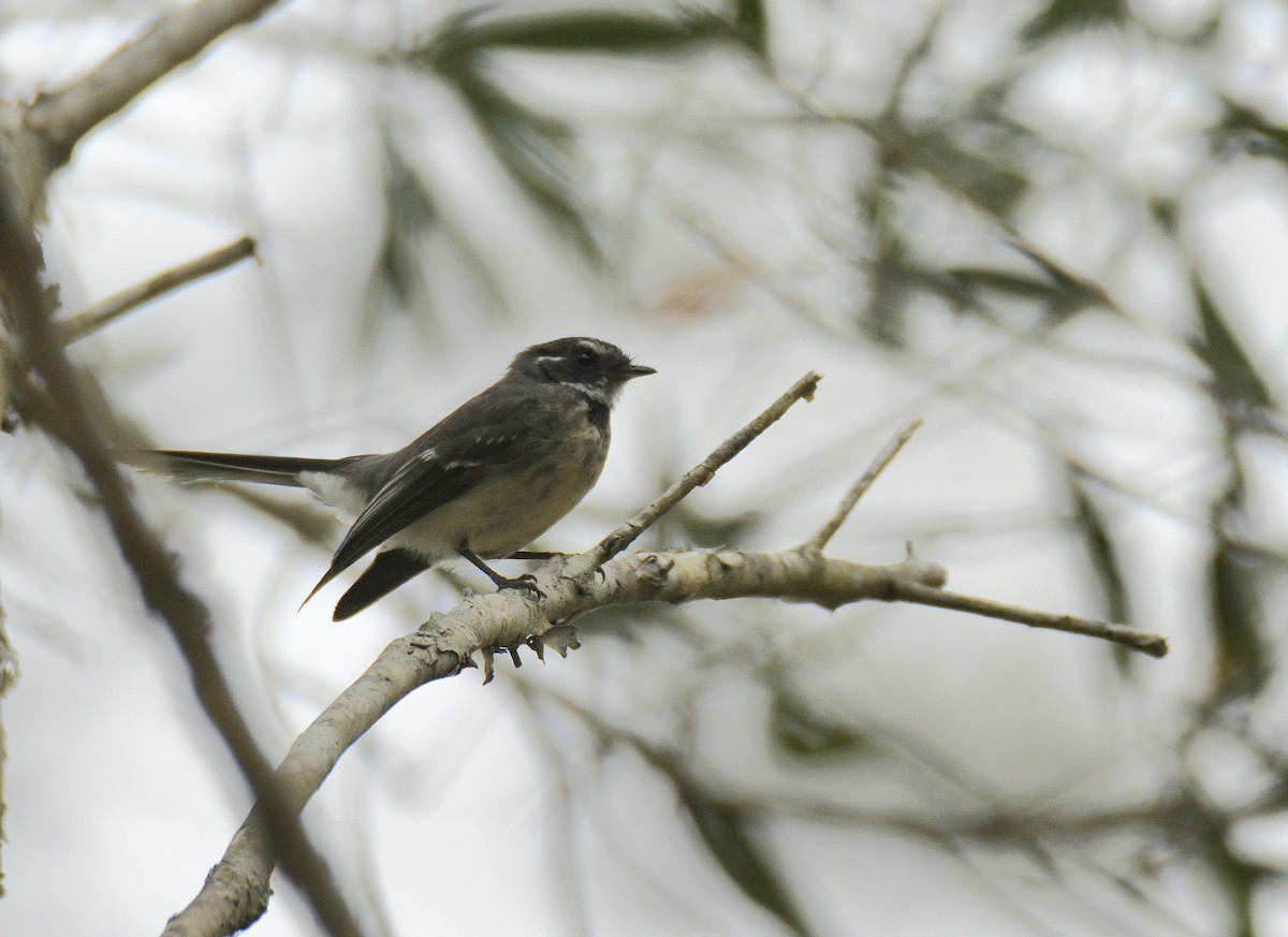 Gray Fantail - ML631983121